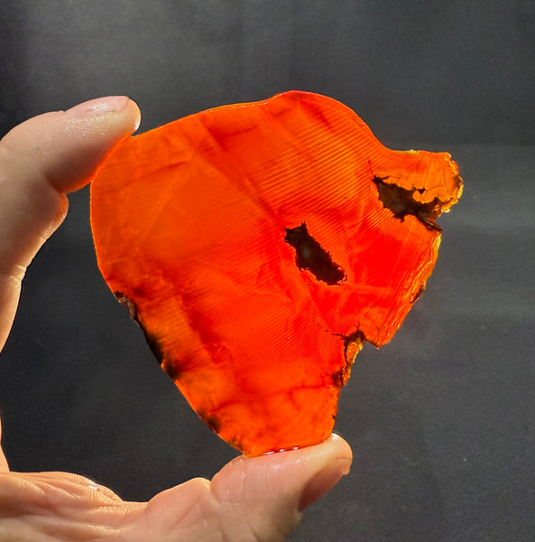 77 Gram Oregano Chocolate Fire Opal Slab